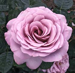 Roseira 'Blue Girl'